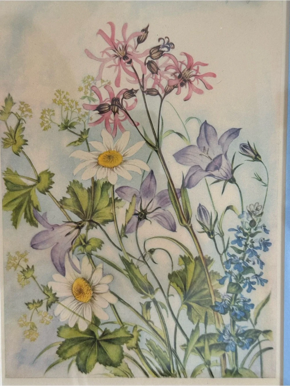 Framed Botanical Print with Blue Mat and Warm Wood Frame